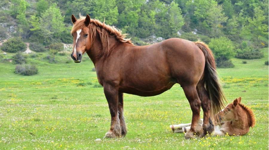 Cavallo agricolo italiano da tiro pesante rapido (T.P.R.) - Biodiversità Umbria