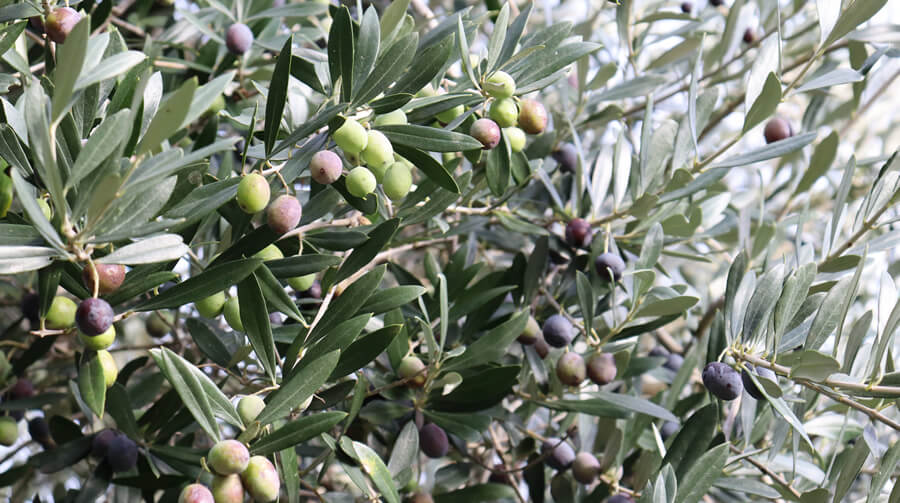 Olivo Raio - Biodiversità Umbria